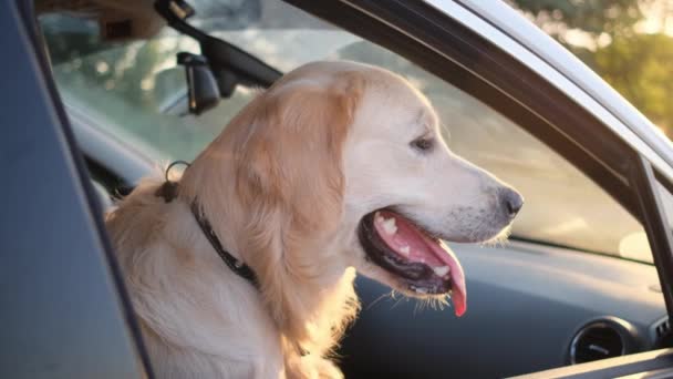 Golden retriever montando carro no banco da frente — Vídeo de Stock