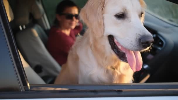 Golden retriever looking through car window — Stock Video