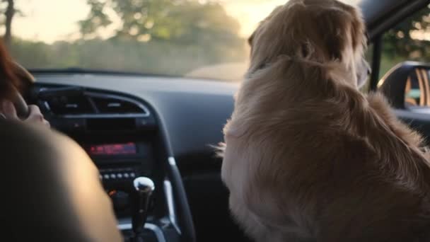 Golden Retriever δίπλα σε γυναίκα οδήγηση αυτοκινήτου — Αρχείο Βίντεο