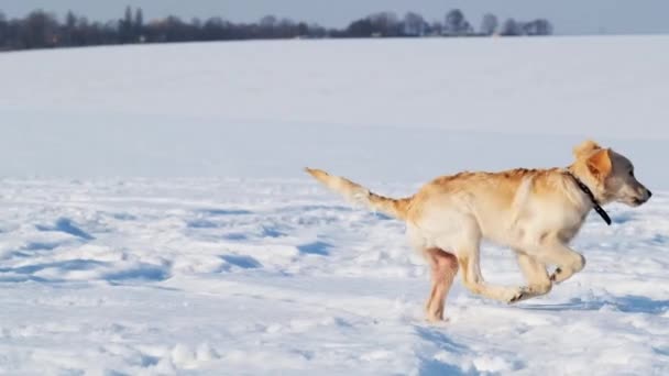 Karda oynayan sevimli köpek. — Stok video