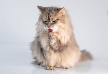 Sevimli kedi pençelerini yalıyor.