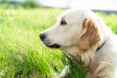 Yeşil çimlerde yatan Golden retriever