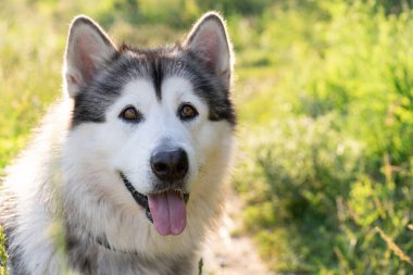 Yaz doğasında sevimli alaskan malamute