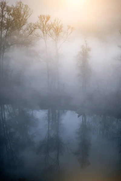 Träd gömda i dimma — Stockfoto