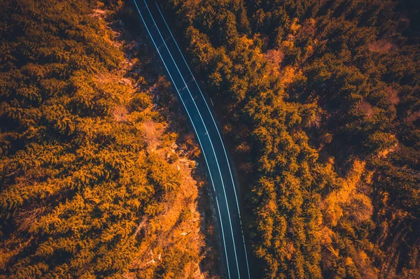 Strada asfaltata tra alberi autunnali — Foto Stock