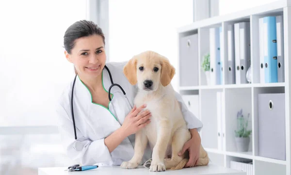 Słodki pies w klinice weterynaryjnej — Zdjęcie stockowe