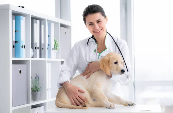 Lovely golden retriever dog — Stock Photo, Image