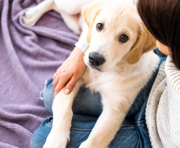 Nice dog next to owner — Stock Photo, Image