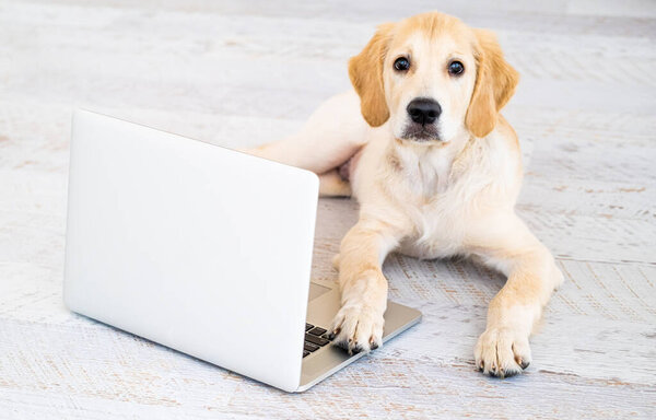 Dog with laptop on floor