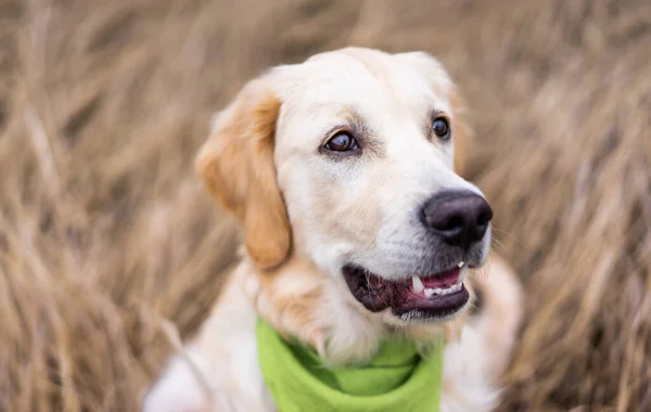 Entzückende Hundeschnauze — Stockfoto