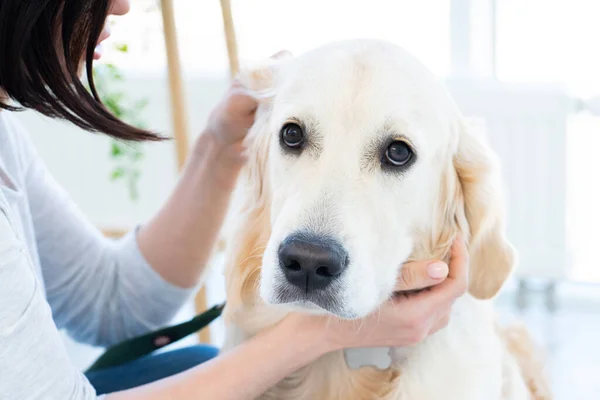 Söt golden retriever inomhus — Stockfoto