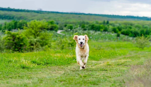 Happy dog running on spring nature — Stock Photo, Image