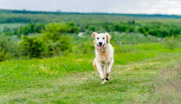 Happy dog running on spring nature — Stock Photo, Image