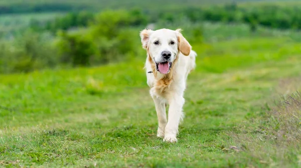 Cute golden retriever walking on grass — Stock Photo, Image