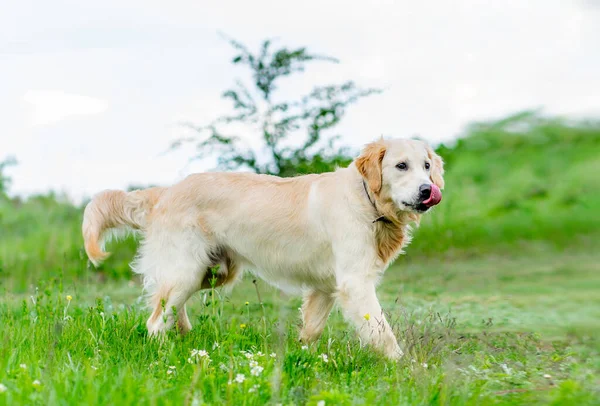 Güzel genç köpek doğada yürüyor.