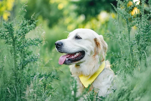 Cão bonito no campo com flores — Fotografia de Stock