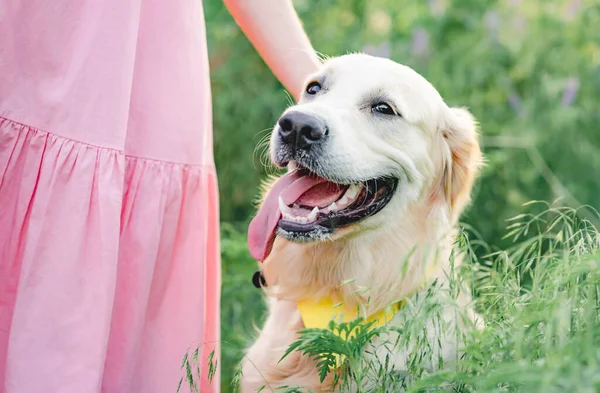 Lindo perro recuperador de oro — Foto de Stock