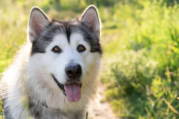 Yaz doğasında sevimli alaskan malamute