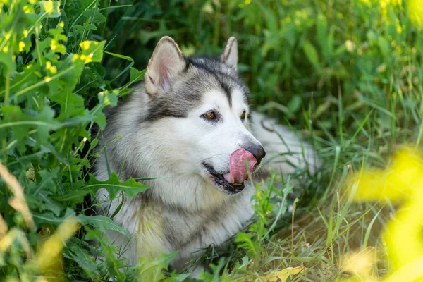 Malamute dell'Alaska sdraiato nell'ombra — Foto Stock