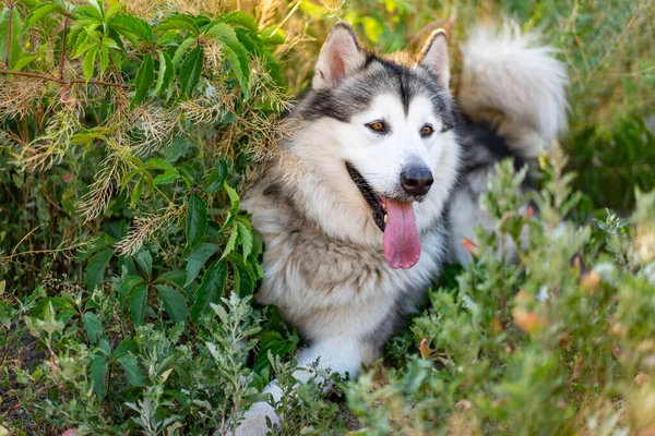 Lindo alaskan malamute con lengua fuera — Foto de Stock