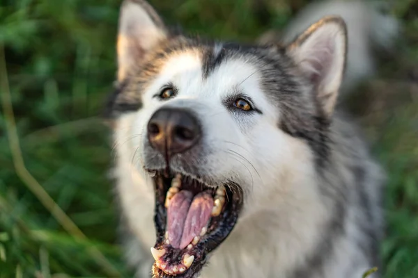 Jonge hond met open mond — Stockfoto