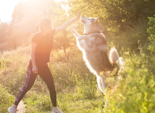 Тренировочная собака стоит на задних лапах — стоковое фото