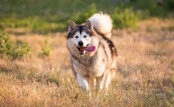 Alaskan malamute running — Stock Photo, Image