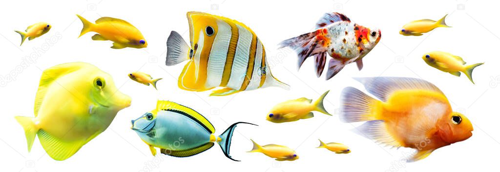 Exotic reef fish