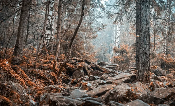 Травяной камень в дереве близко — стоковое фото