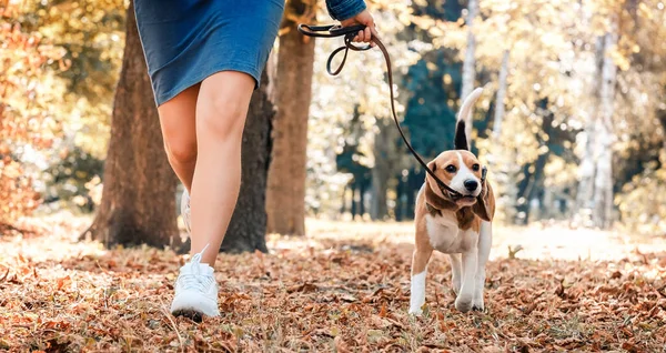 Mädchen läuft mit Hund — Stockfoto