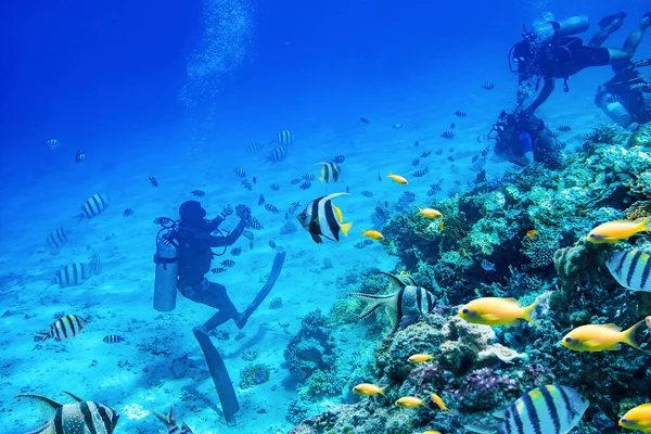 Dalgıçlar mercan resifleriyle suyun altında yüzerler. — Stok fotoğraf