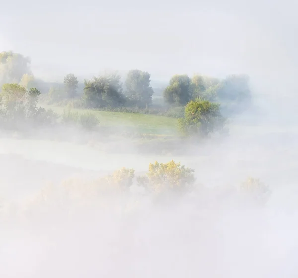Drzewa pokryte gęstą mgłą — Zdjęcie stockowe