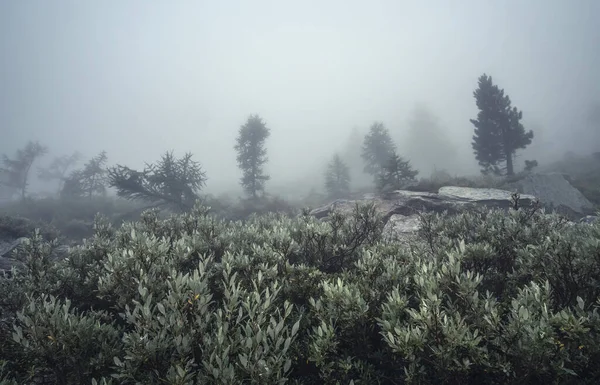 Туман в альпийском лесу — стоковое фото