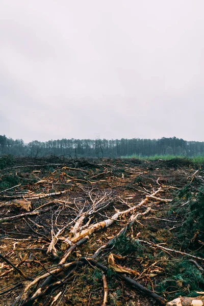 Nasleep Van Een Ontbossing Het Europese Bos — Stockfoto