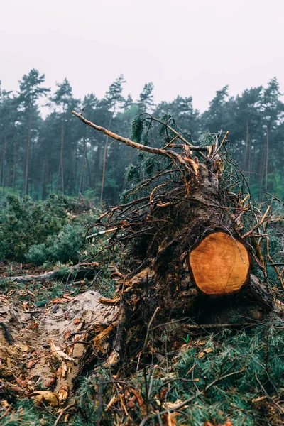 Nasleep Van Een Ontbossing Het Europese Bos — Stockfoto