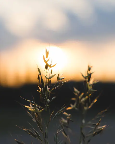 Grass Straw Golden Sunset — Stock Photo, Image