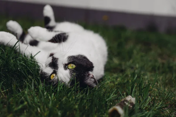 Kočka Převalováním Trávě Zahradě — Stock fotografie