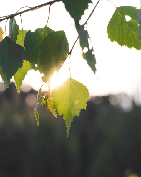Sunlight Shining Green Leaves — Stock Photo, Image