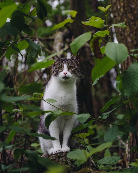 Gato Mirando Través Hojas Sentadas Árbol Caído Bosque —  Fotos de Stock