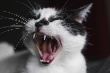 siyah beyaz avrupa kedi esneme