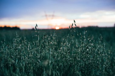 bir alanın yakın, arka planda gün batımı. 