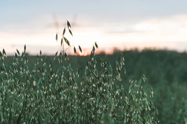 Close Field Sunset Background — Stock Photo, Image