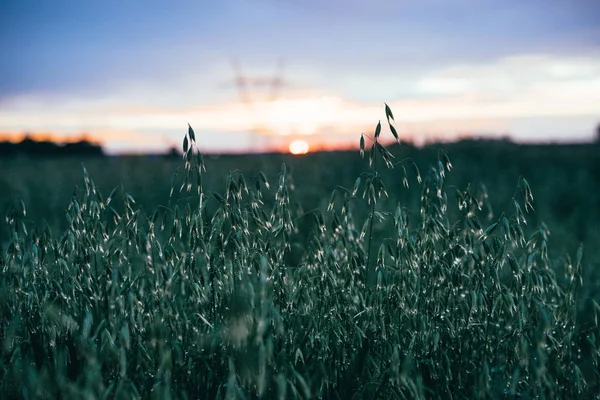 Close Field Sunset Background — Stock Photo, Image