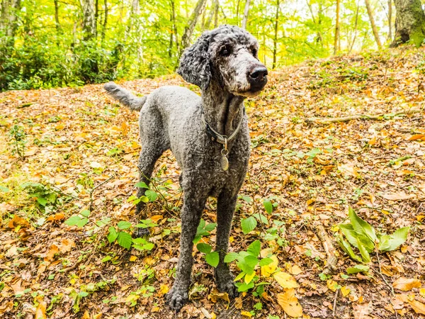 Bela Poodle Cinza Azul Floresta Outono — Fotografia de Stock