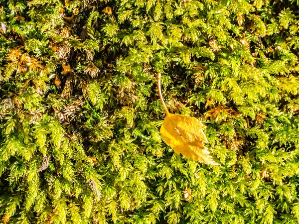 Muschio Verde Nel Bosco Con Foglioline — Foto Stock