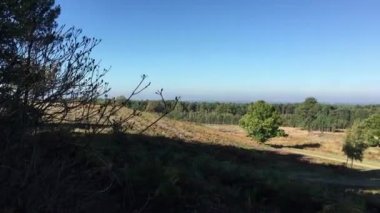 Orman ve orman Bracknell şehir merkezine Berkshire İngiltere'de görüntüleyin. Soldan sağa dön.