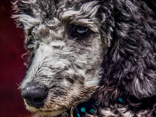Silver Standard Poodle Puppy head — Stock Photo, Image