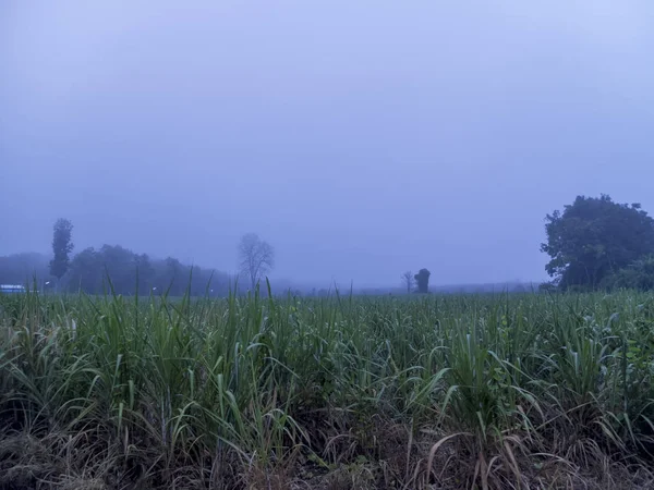 Zuckerrohrplantagenlandschaft Morgen — Stockfoto
