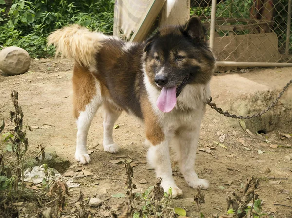 Taylandlı köpek Bangkaew Eve kilitlendi