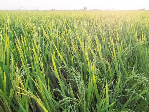 Rice Seed Field Thailand — Stock Photo, Image